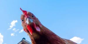 جمعية حماية المستهلك تطالب بشمول الدجاج الطازج بقرار السقوف السعرية - نايل 360
