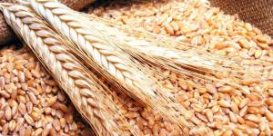 ارتفاع أسعار القمح والدقيق في الأسواق - نايل 360