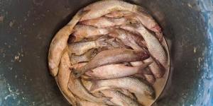 ضبط 2035 كجم لحوم وأسماك غير صالحة للإستهلاك الآدمى بكفر الشيخ - نايل 360