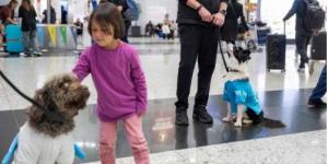 5 كلاب في مطار إسطنبول للترويح عن المسافرين - نايل 360