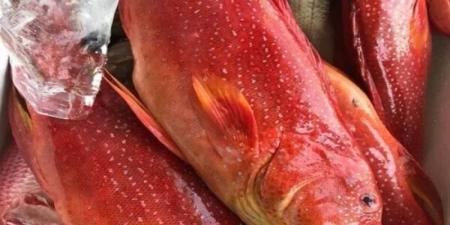 بيئة جدة"  تضبط مخالفات صيد أسماك «ناجل» محظور صيدها في التوقيت الحالي - نايل 360