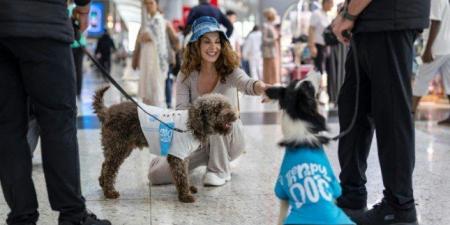 رياضة - شاهد: كلاب للترفيه عن المسافرين في مطار اسطنبول - نايل 360