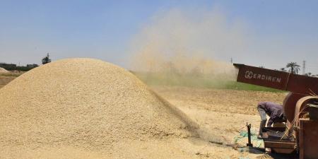 محافظ أسيوط يعلن استمرار حصاد محصول القمح وتوريد 94 ألف طن - نايل 360