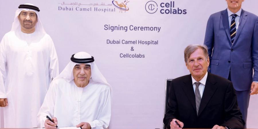 في إنجاز عالمي جديد..مستشفى دبي للجمال ينجح في علاج الإبل بالخلايا الجذعية - نايل 360