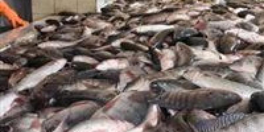 ارتفاع أسعار الأسماك..البلطي يقترب من 100جنيه - نايل 360
