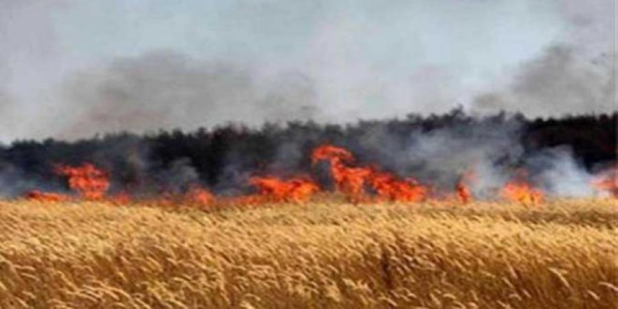 سليانة: السيطرة على حريق نشب بأرض زراعية بأحواز برقو - نايل 360