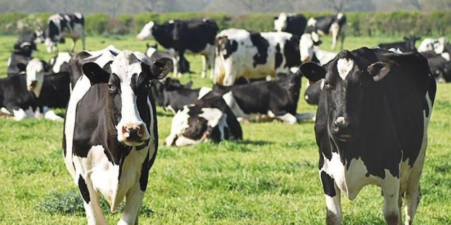 لأول مرة في تونس.. البنك الفلاحي يفتح خط تمويل لمربي الماشية - نايل 360